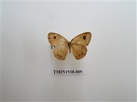 藏品(小波眼蝶)的圖片